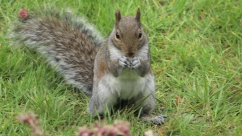 Grey Squirrel Finding And Eating A Peanut Close Up Daytime Borehamwood Stock Footage 303404745