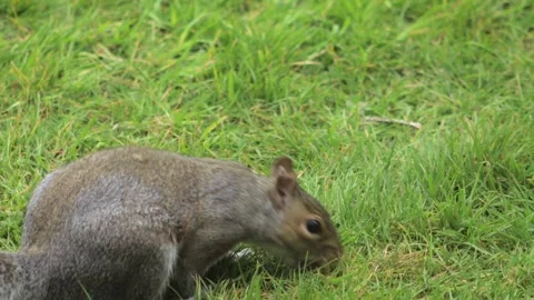 Grey Squirrel Finding And Eating A Peanut Close Up Grass Garden Daytime Stock Footage 303474788