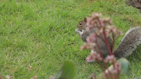 Grey Squirrel Finding And Eating A Nut In Grass Garden Daytime Slow Motion Stock Footage 305587566