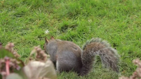 Grey Squirrel Finding And Eating A Nut In Grass Garden In Slow Motion Daytime Stock Footage 305587606