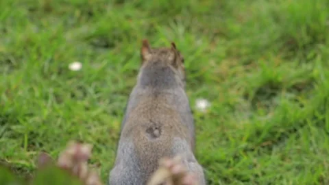 Grey Squirrel Finding And Eating A Nut Thrown In Grass Garden Close Up Slow Stock Footage 305587951