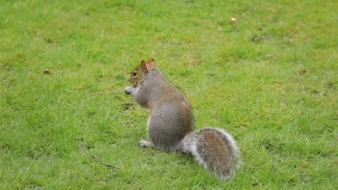 Grey Squirrel Finding Peanut In Garden Then Eats It Slow Motion Daytime Stock Footage 301378627