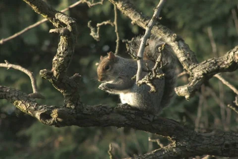 Grey Squirrel Stock Footage 606162