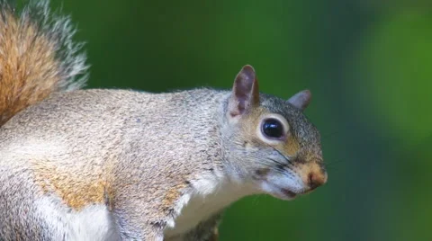Grey Squirrel Stock Footage 5297113