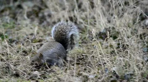 Grey Squirrel Stock Footage 10743121