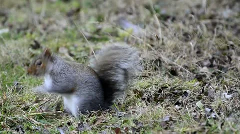 Grey Squirrel Stock Footage 10743153