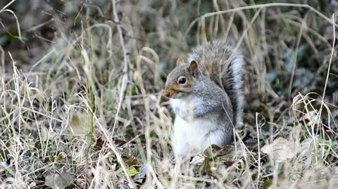Grey Squirrel Stock Footage 10744390