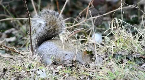 Grey Squirrel Stock Footage 10744432
