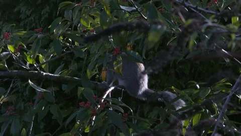 Grey Squirrel Stock-Footage 71790210