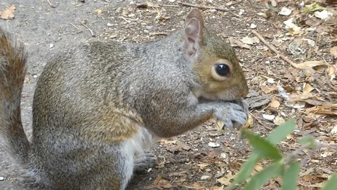 Grey Squirrel Stock Footage 93021460