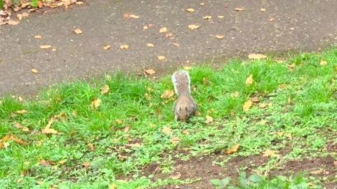 Grey squirrel Video stock 220457988
