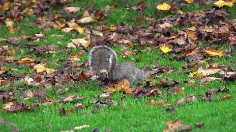 Grey Squirrel forages in grass Stock Footage 144786002