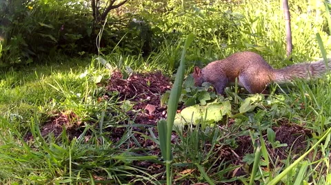 Grey Squirrel  foraging 01 Video stock 50716759