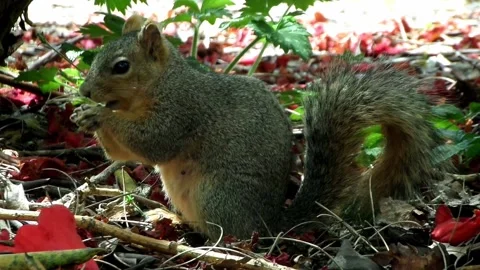 Grey Squirrel Foraging Among Leaves And Twigs Stock Footage 158458717