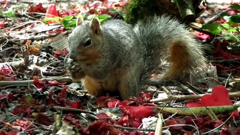 Grey Squirrel Foraging Among Leaves And Debris Stock Footage 158459436