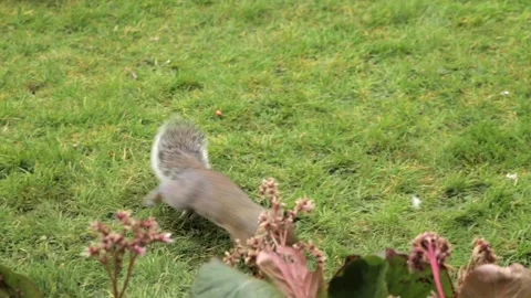 Grey Squirrel Foraging And Searching For Food In Grass Garden With Pigeons Slow Stock Footage 327392252