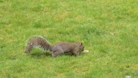 Grey Squirrel Foraging And Sniffing For Food In Grass Garden Slow Motion Stock Footage 327393685