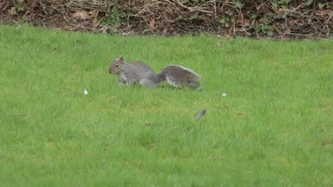 Grey Squirrel Foraging For Food Close Up Daytime Borehamwood Hertfordshire UK Stock Footage 302868204