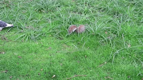 A Grey Squirrel foraging for food Stock Footage 133729177