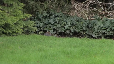 Grey Squirrel Foraging For Food Then Walks Into Bush Daytime Borehamwood Stock Footage 302371275