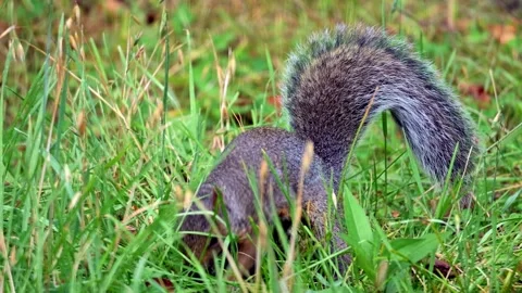 Grey Squirrel foraging in long green grass Stock Footage 311726438
