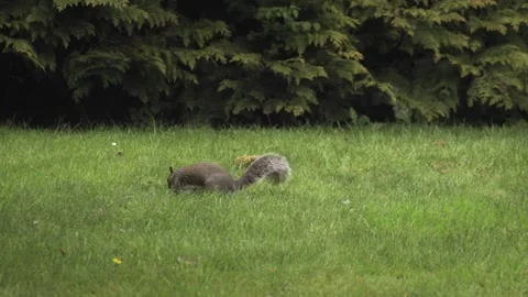 Grey Squirrel Foraging Searching And Digging Looking For Food In Grass Garden Stock Footage 327392498
