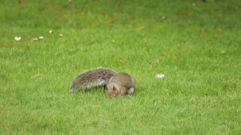 Grey Squirrel Foraging Sniffing And Digging For Food In Grass Garden Slow Stock Footage 327392476