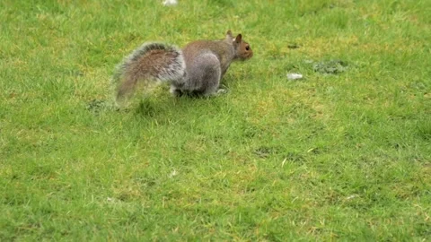 Grey Squirrel Foraging Sniffing And Searching For Food In Grass Garden With Stock Footage 327392500