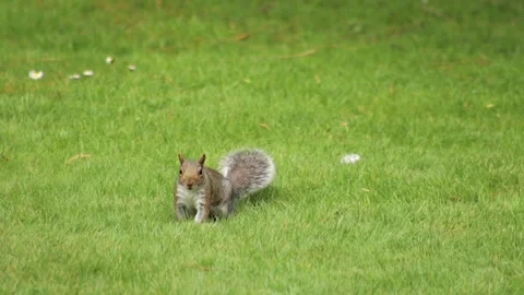 Grey Squirrel Foraging Sniffing And Digging For Food Jumping Hopping Around Stock Footage 327393801