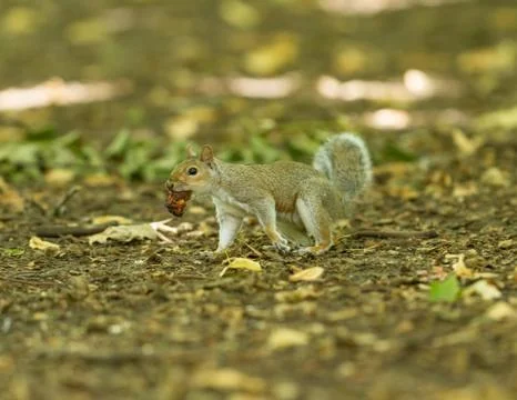 Grey squirrel in the forest Stock Photos