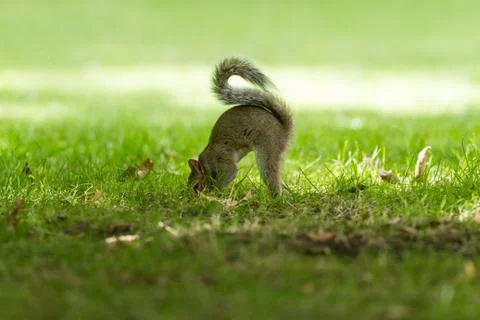 Grey squirrel in the forest Stock Photos