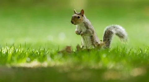 Grey squirrel in the forest Stock Photos
