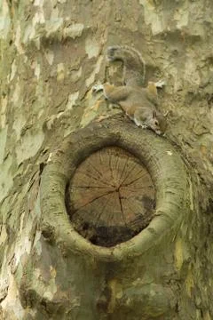 Grey squirrel in the forest Foto stock