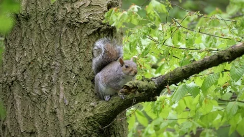 Grey Squirrel in the Forest Trees Stock Footage 112634553