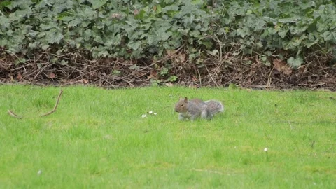 Grey Squirrel In Garden Then Runs Away Quickly Daytime Borehamwood Stock Footage 302372191