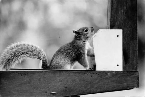Grey Squirrel Getting Nuts Out Of A Hopper At London Zoo Stock Photos
