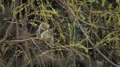 Grey Squirrel Grabbing Thin Branch And Eating Leaves While Perched On Tree Stock Footage 301378649