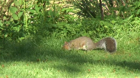 Grey Squirrel on grass 01 Stock Footage 50683739
