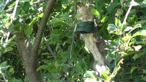 Grey Squirrel - Gray Squirrel - eating from bird feeder Stock Footage 133512334