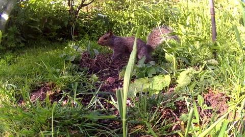 Grey Squirrel on ground 01 Stock Footage 50711466