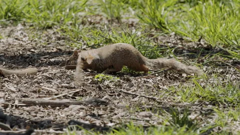 Grey Squirrel on ground with bird flying off, 4k Stock Footage 255851878