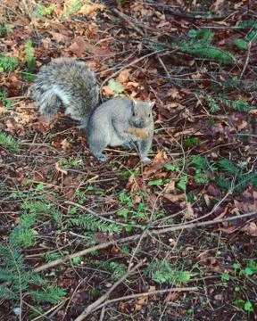 Grey squirrel on ground Stock Photos