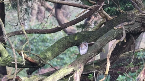 Grey squirrel high in a tree Stock Footage 281945767