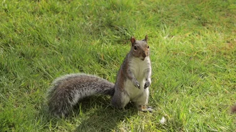 Grey Squirrel Holding And Eating A Peanut Standing Up Then Searches For More In Stock Footage 327392389
