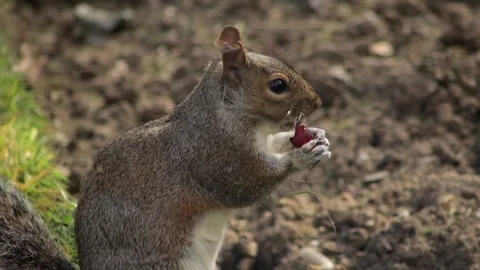 Grey Squirrel Holding And Eating A Red Grape Close Up In Grass Garden By Stock Footage 327392395