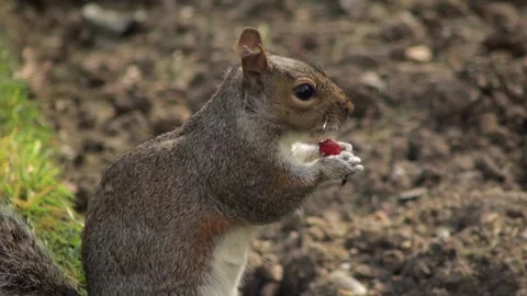 Grey Squirrel Holding And Eating A Red Grape Looking Around Close Up In Grass Stock Footage 327393594