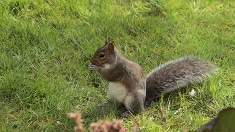 Grey Squirrel Holding And Eating A Peanut In Grass Garden Daytime Sunny Stock Footage 327393604