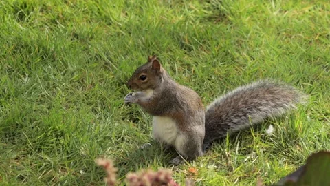 Grey Squirrel Holding And Eating A Peanut Standing Up In Grass Garden Slow Stock Footage 327394006