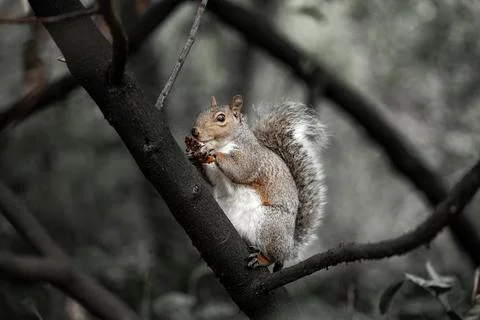 Grey Squirrel Holding Pinecone Perched on Tree Branch in Moody Autumn Forest Stock Photos