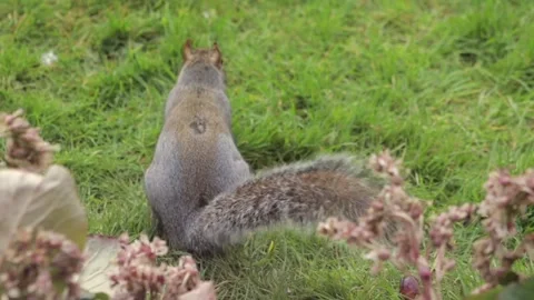 Grey Squirrel Hopping And Jumping Searching For Food In Grass Garden Slow Stock Footage 305587648